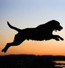 Home Page Image